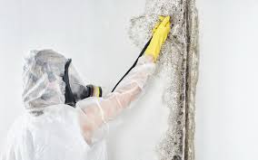 Mold Removal for HVAC Installations in Portage, PA